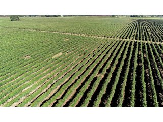 Van Buren County, Michigan Farmland - LAND AUCTION - 300+/- ACRES SPECIALTY CROP - GRAPES AND HOPS - OFFERED IN 8 TRACTS IN VAN BUREN COUNTY, MICHIGAN